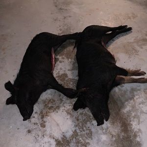 Meet your Posher, Greg